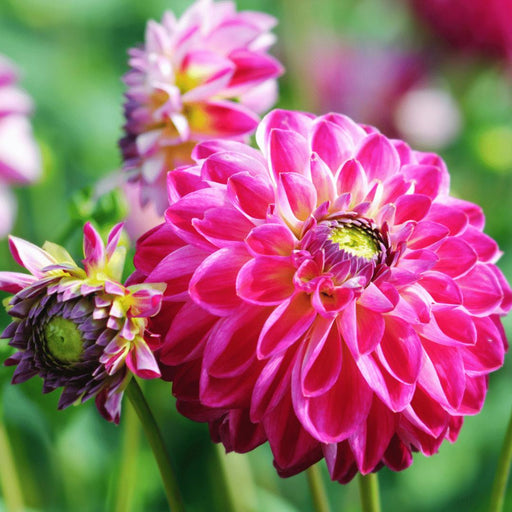 Dahlia-Løg - Mix Happiness, Little Robert & Heatwave, 2 Stk