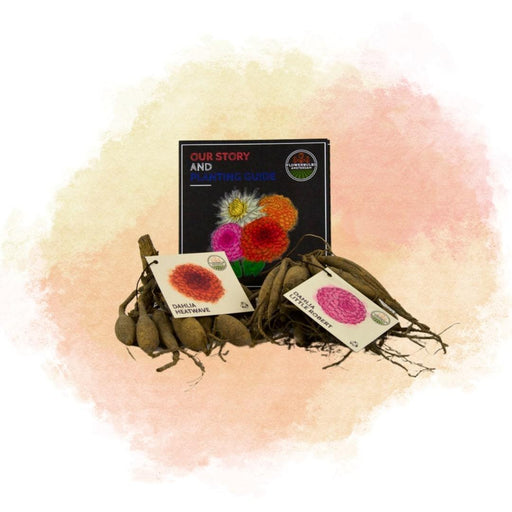 Dahlia-Løg - Mix Happiness, Little Robert & Heatwave, 2 Stk
