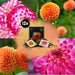 Dahlia Pærer - Bland Pompon Splash, Dahlia Little Robert & Dahlia Ralphie, 12 Stk.