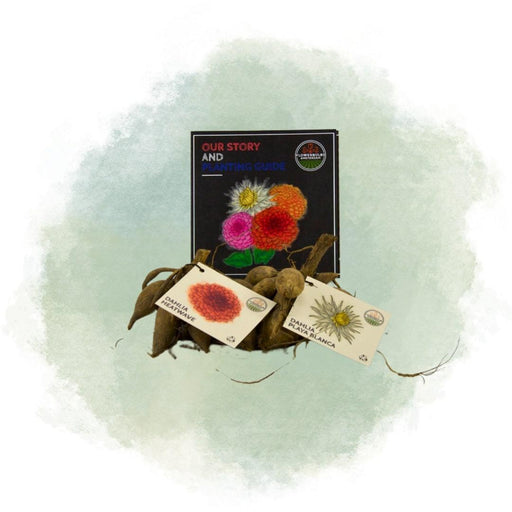Dahlia-Løg - Bland Romantiske Skønheder, Playa Blanca & Heatwave, 24 Stykker