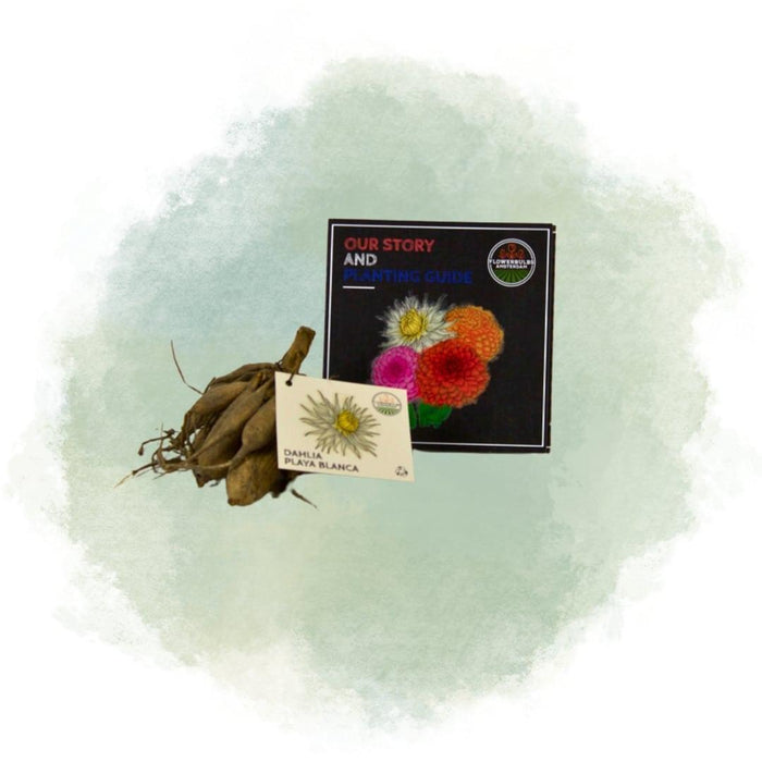 Dahlia Cactus Playa Blanca - Æske Med 24 Løg