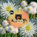 Dahlia Cactus Playa Blanca - Æske Med 24 Løg