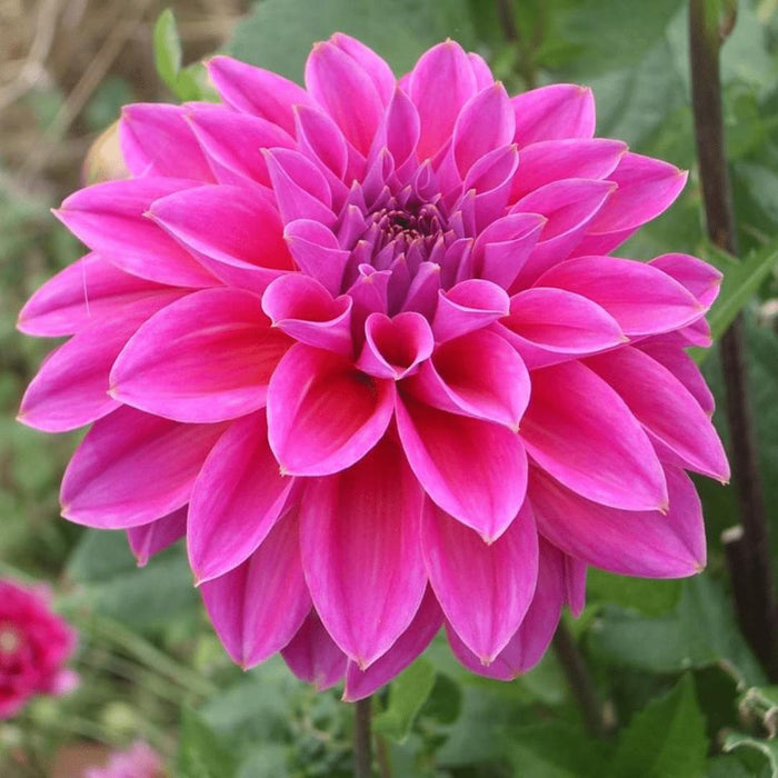 Dahlia - Mix Box 12 Dahlia Løg Gerard'S Darlings, Natal & Blue Bell