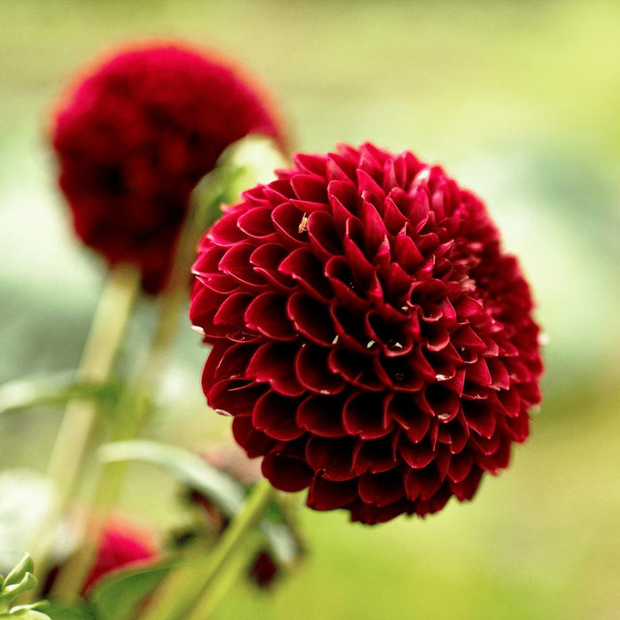 Dahlia - Mix Box 12 Dahlia Løg Gerard'S Darlings, Natal & Blue Bell