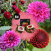 Dahlia - Mix Box 12 Dahlia Løg Gerard'S Darlings, Natal & Blue Bell