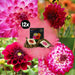 Dahlia - Mix Box Med 12 Dahlia Bulbs Hapiness, Little Robert & Heatwave