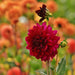 Dahlia Heatwave Store Mørkerøde Blomster - Æske Med 24 Løg