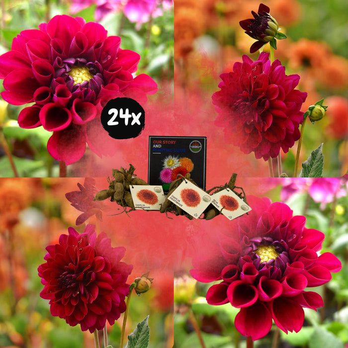 Dahlia Heatwave Store Mørkerøde Blomster - Æske Med 24 Løg