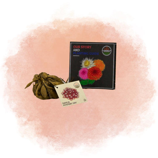 Dahlia Mistery Day Store Blomster - Løg