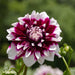 Dahlia Mistery Day Store Blomster - Løg
