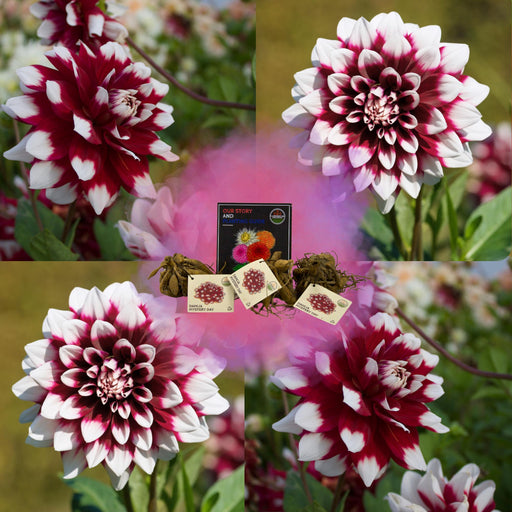 Dahlia Mistery Day Store Blomster - Løg
