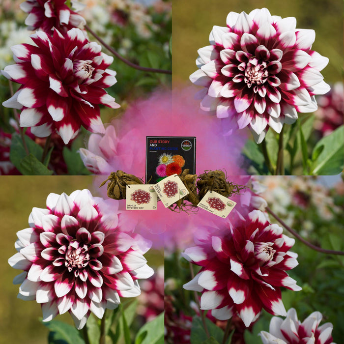 Dahlia Mistery Day Store Blomster - Løg