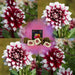 Dahlia Mistery Day Store Blomster - Løg