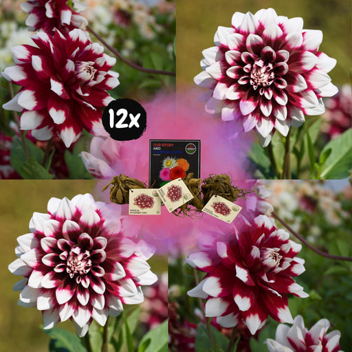 Dahlia Mistery Day Store Blomster - Æske Med 12 Løg