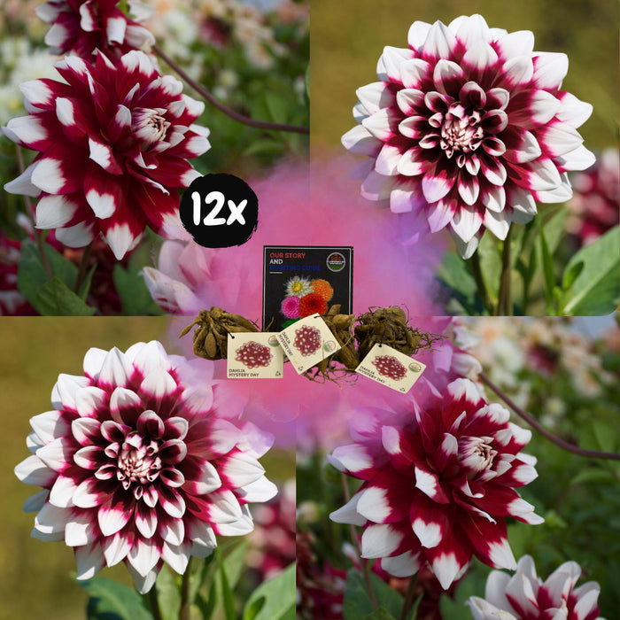 Dahlia Mistery Day Store Blomster - Æske Med 12 Løg