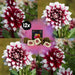 Dahlia Mistery Day Store Blomster - Æske Med 12 Løg