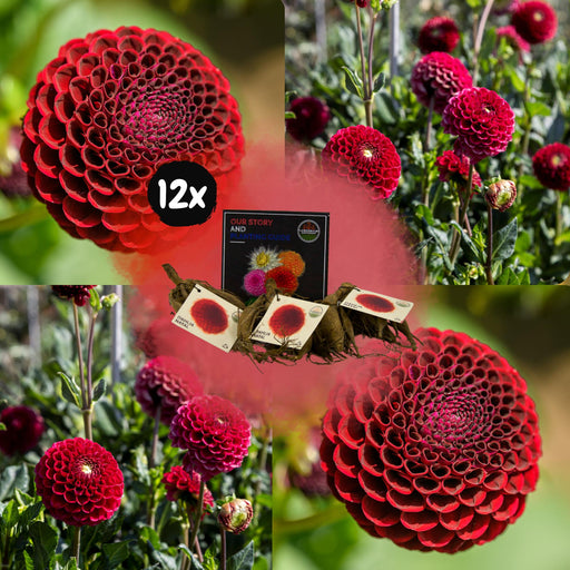 Dahlia Pompom Natal - Æske Med 12 Løg