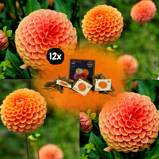 Dahlia Ralphie Ball - Æske Med 12 Pærer