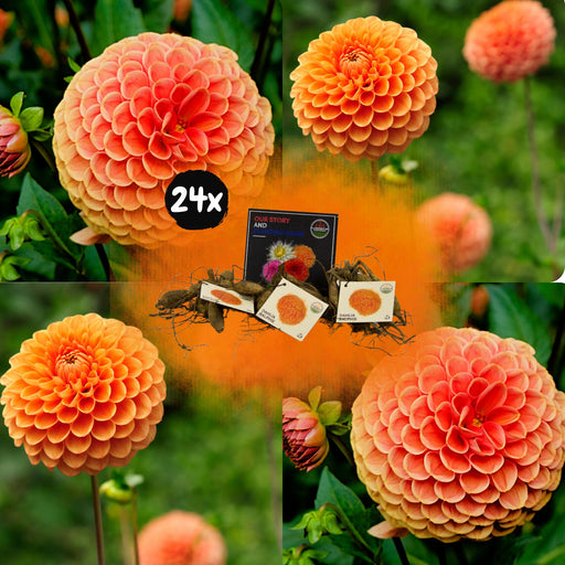 Dahlia Ralphie Ball - Æske Med 24 Pærer