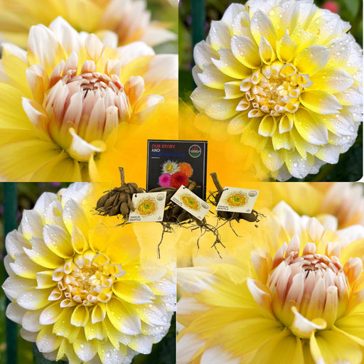 Dahlia Seattle Store Blomster - Løg