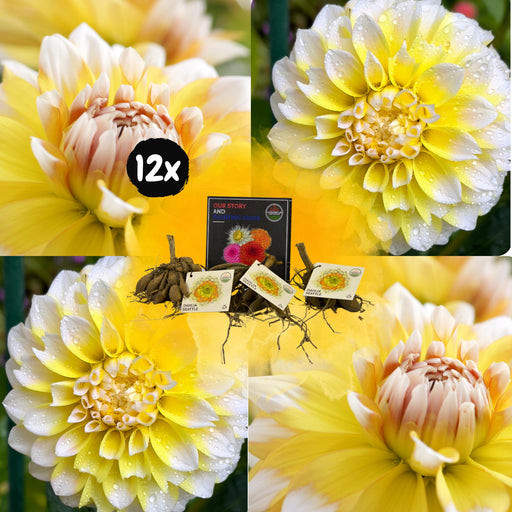 Dahlia Seattle Store Blomster - Æske Med 12 Løg