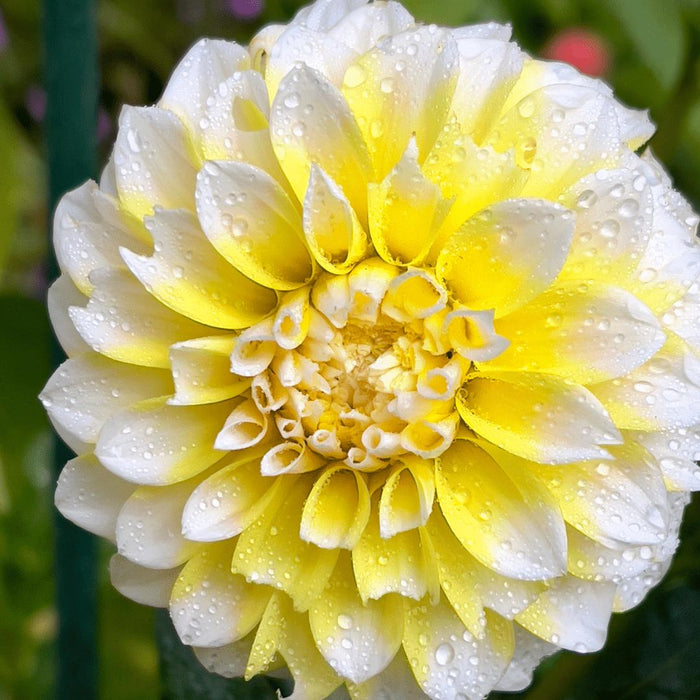 Dahlia Seattle Store Blomster - Æske Med 24 Løg