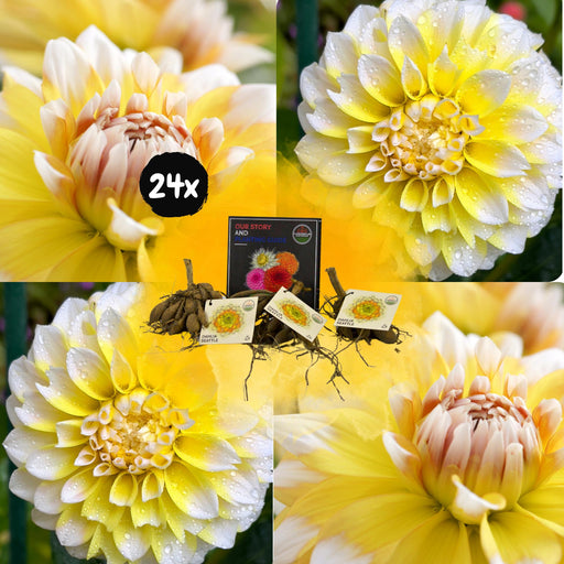 Dahlia Seattle Store Blomster - Æske Med 24 Løg
