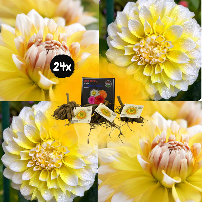 Dahlia Seattle Store Blomster - Æske Med 24 Løg