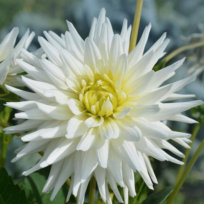 Dahlia Bulbs Mix - 2 Pakker Med 8 Forskellige Dahliaer