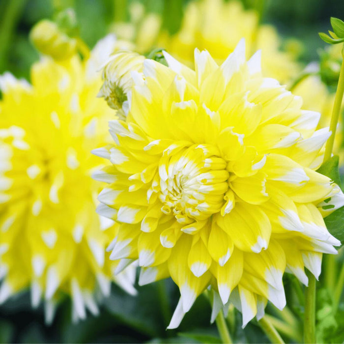Dahlia Bulbs Mix - 2 Pakker Med 8 Forskellige Dahliaer