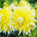 Dahlia Bulbs Mix - 2 Pakker Med 8 Forskellige Dahliaer
