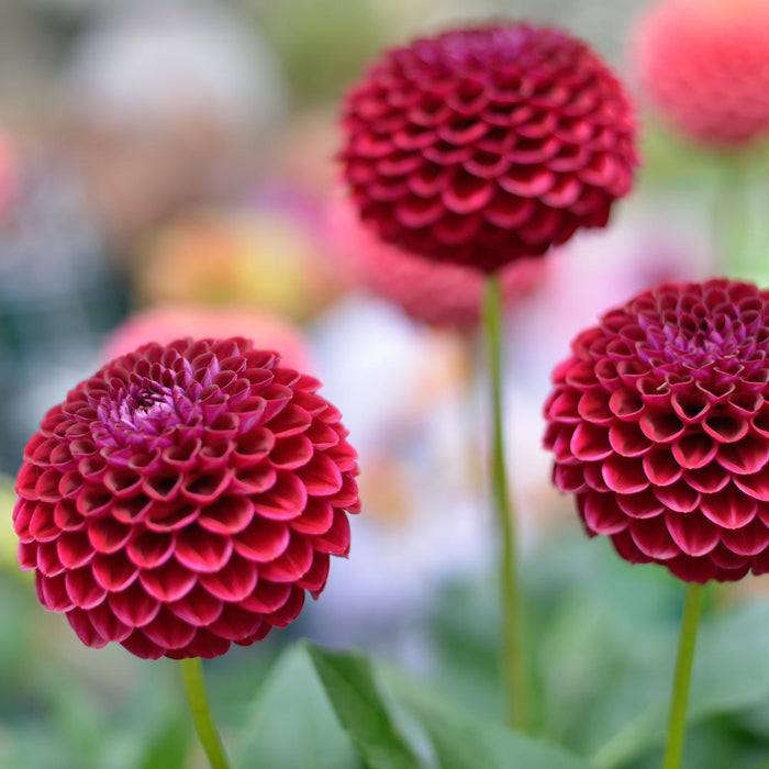 Dahlia Bulbs Mix - 2 Pakker Med 8 Forskellige Dahliaer