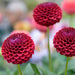 Dahlia Bulbs Mix - 2 Pakker Med 8 Forskellige Dahliaer