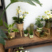 Indvendig Udsmykning Golden Hummingbird Ornament