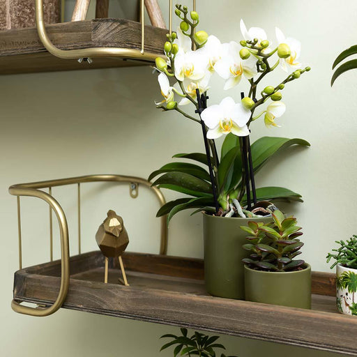 Indvendig Udsmykning Golden Hummingbird Ornament