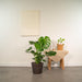 Lækker Monstera Og Dens Sorte Kurv H65Cm