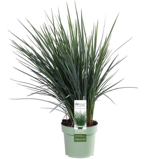 Dianella Revoluta 'Coolvista'® - ↨40Cm - Ø19 - Udendørs Plante
