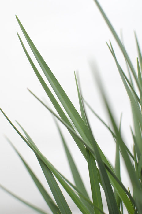 Dianella Revoluta 'Coolvista'® - ↨40Cm - Ø19 - Udendørs Plante