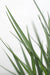 Dianella Revoluta 'Coolvista'® - ↨40Cm - Ø19 - Udendørs Plante