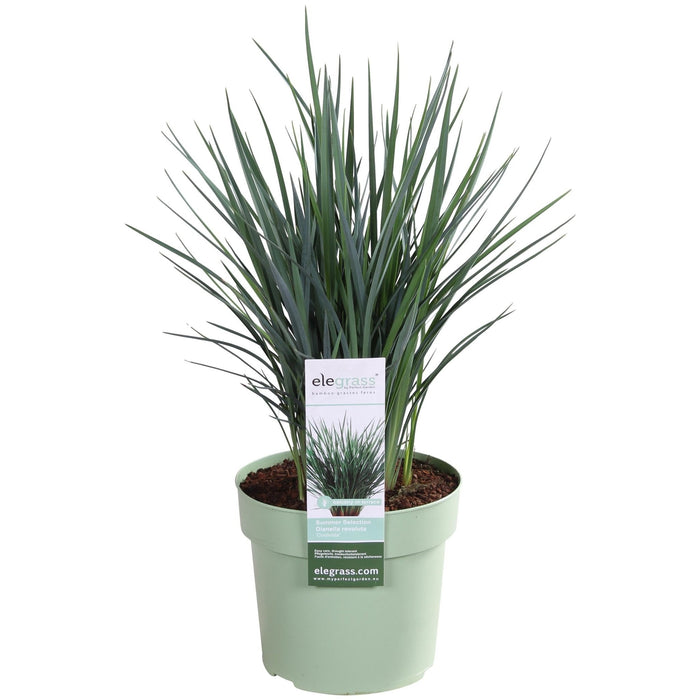 Dianella Revoluta 'Coolvista'® - ↨40Cm - Ø19 - Udendørs Plante