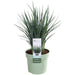 Dianella Revoluta 'Coolvista'® - ↨40Cm - Ø19 - Udendørs Plante