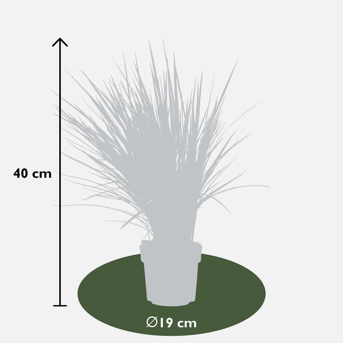 Dianella Revoluta 'Coolvista'® - ↨40Cm - Ø19 - Udendørs Plante