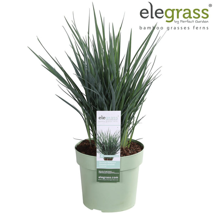 Dianella Revoluta 'Coolvista'® - ↨40Cm - Ø19 - Udendørs Plante