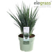 Dianella Revoluta 'Coolvista'® - ↨40Cm - Ø19 - Udendørs Plante