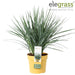 Dianella Revoluta 'Coolvista'® - ↨40Cm - Ø19 - Udendørs Plante