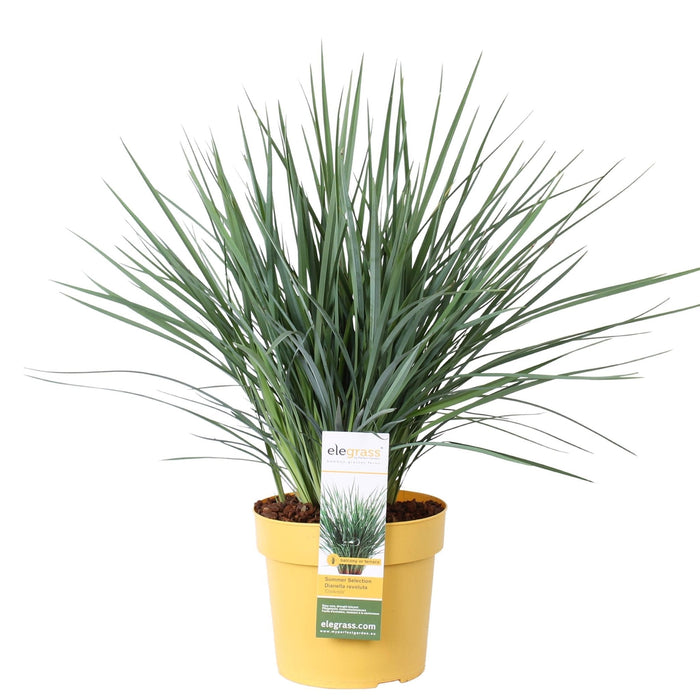 Dianella Revoluta 'Coolvista'® - ↨40Cm - Ø19 - Udendørs Plante