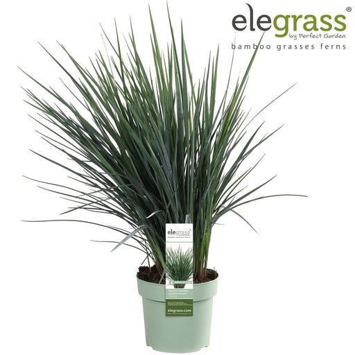 Dianella Revoluta 'Coolvista'® - ↨40Cm - Ø19 - Udendørs Plante