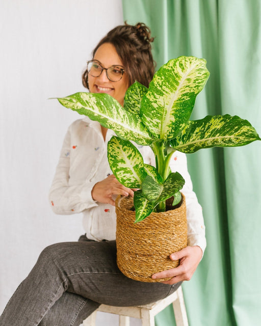 Dieffenbachia Compacta Marts