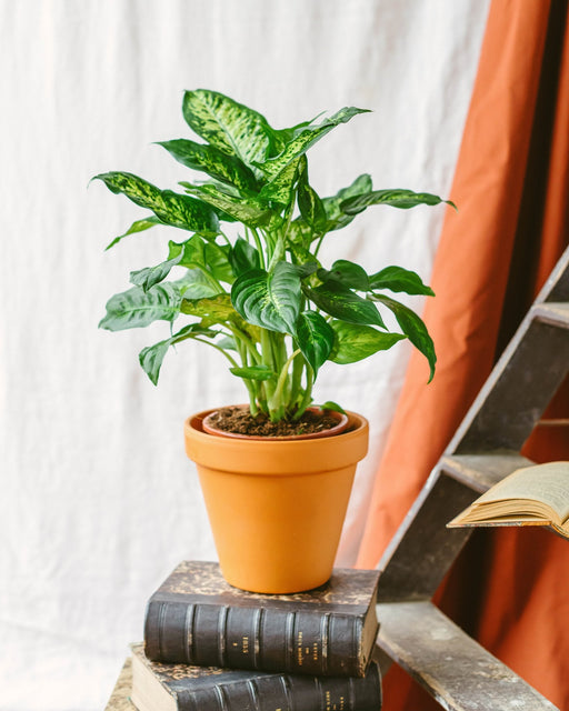 Dieffenbachia Compacta Marts
