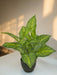 Dieffenbachia - Kunstig Grøn Plante